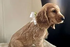 Cocker Spaniel szczeniak