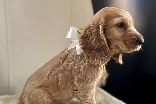Cocker Spaniel szczeniak