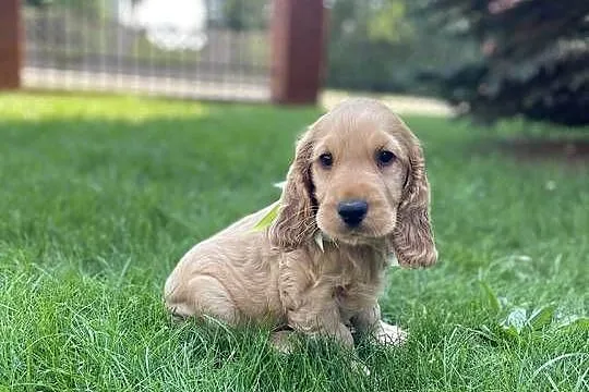 Cocker Spaniel szczeniak, Wielkopolskie, Kalisz