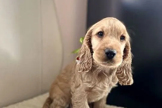 Cocker Spaniel szczeniak, Wielkopolskie, Kalisz