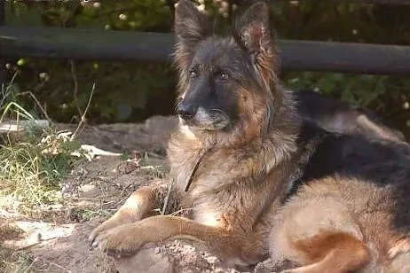 IDA wyjątkowa sunia owczarek szuka wyjątkowych lud