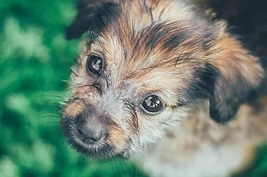 Marysiątka - sześć maluchów do pilnej adopcji,  śl