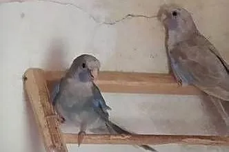 Papugi rozella królewska i świergoty orange szek, Podkarpackie, Kolbuszowa