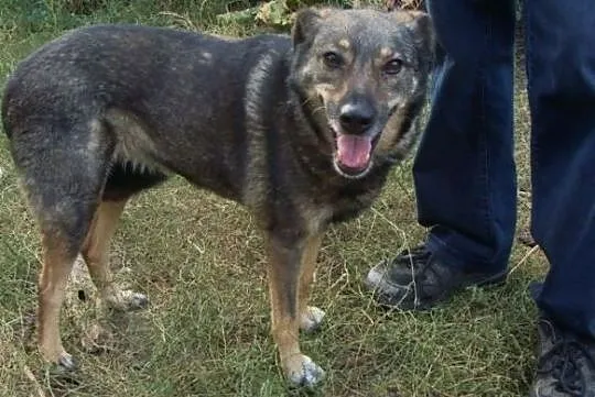 Aga-świat o niej dawno już zapomniał... delikatna i urocza, nienachalna, mało aktywna DO ADOPCJI, , Wrocław