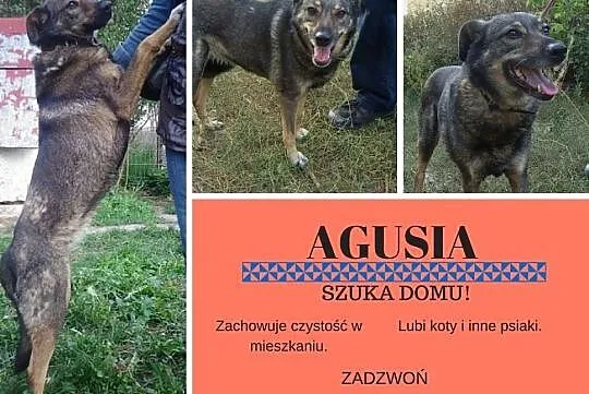 Aga-świat o niej dawno już zapomniał... delikatna i urocza, nienachalna, mało aktywna DO ADOPCJI, , Wrocław