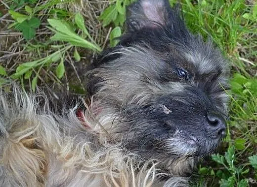Ken piękny, mały, przyjazny psiak do adopcji, pom