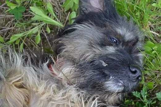 Ken piękny, mały, przyjazny psiak do adopcji,  pom