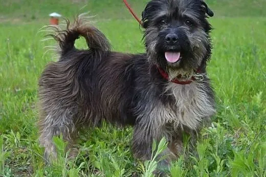 Ken piękny, mały, przyjazny psiak do adopcji,  pom