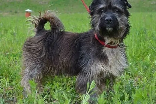 Ken piękny, mały, przyjazny psiak do adopcji,  pom