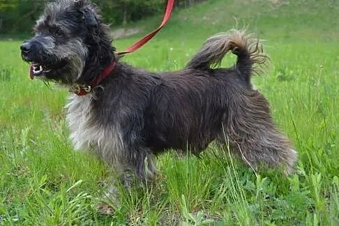 Ken piękny, mały, przyjazny psiak do adopcji,  pom