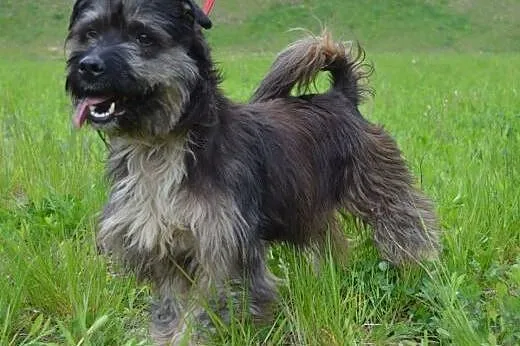 Ken piękny, mały, przyjazny psiak do adopcji,  pom