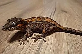 Gekon nie orzęsiony- gargulcowy samica
