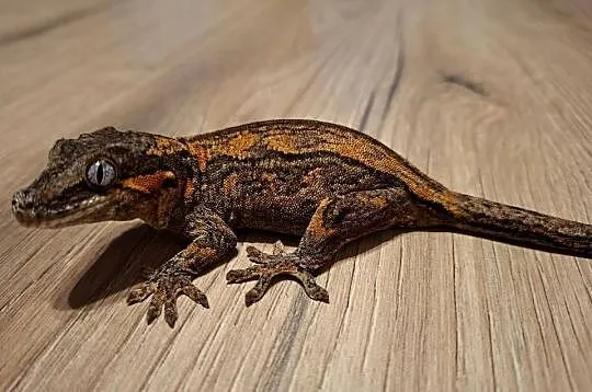 Gekon nie orzęsiony- gargulcowy samica