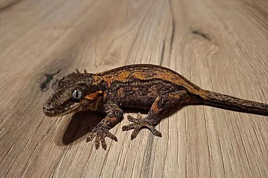 Gekon nie orzęsiony- gargulcowy samica, Małopolskie, Kraków