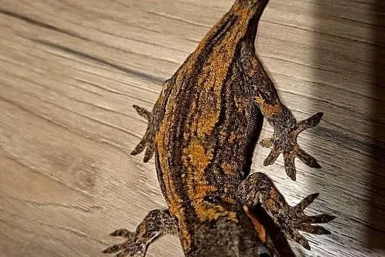 Gekon nie orzęsiony- gargulcowy samica, Małopolskie, Kraków