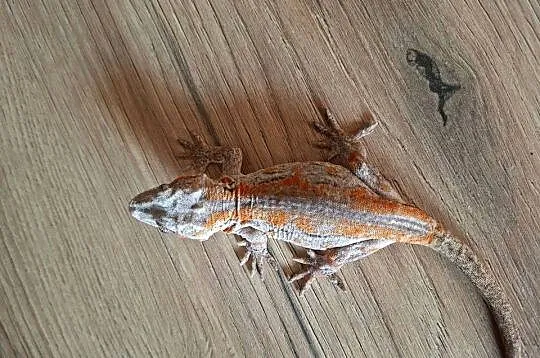 Gekon nie orzęsiony- gargulcowy samica, Małopolskie, Kraków