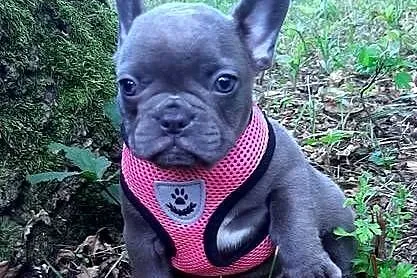 Buldog francuski suczka