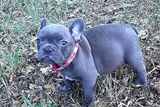 Buldog francuski suczka, Łódzkie, Pabianice