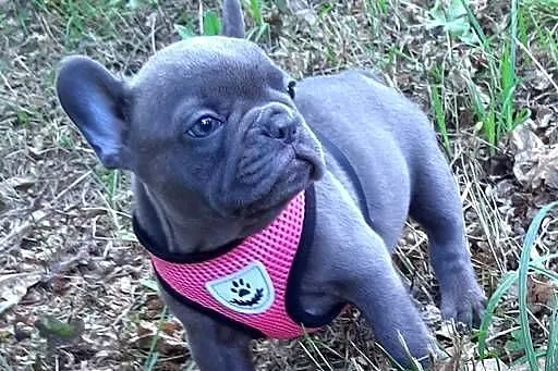 Buldog francuski suczka, Łódzkie, Pabianice