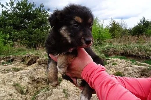 2,5 miesięczny niedźwiadek poszukuje domu,  mazowi