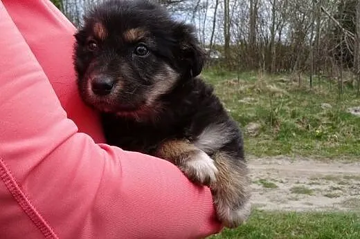 2,5 miesięczny niedźwiadek poszukuje domu,  mazowi