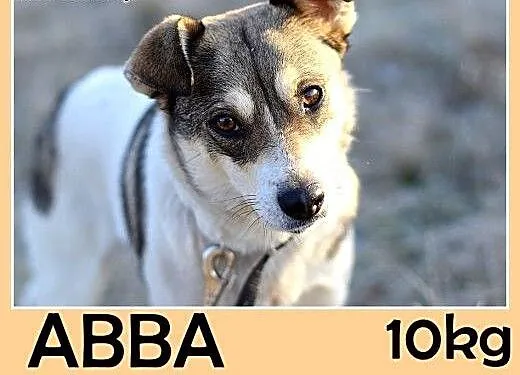 10kg,łagodna,tulaśna,grzeczna mała suczka ABBA.Ado