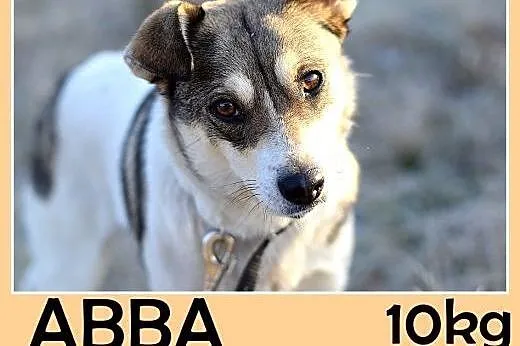 10kg,łagodna,tulaśna,grzeczna mała suczka ABBA.Adopcja, śląskie Katowice