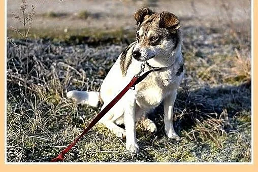 10kg,łagodna,tulaśna,grzeczna mała suczka ABBA.Ado
