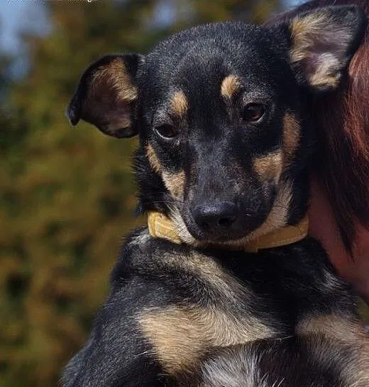 Amelcia młodziutka (roczna) wesoła suczka ADOPCJA,