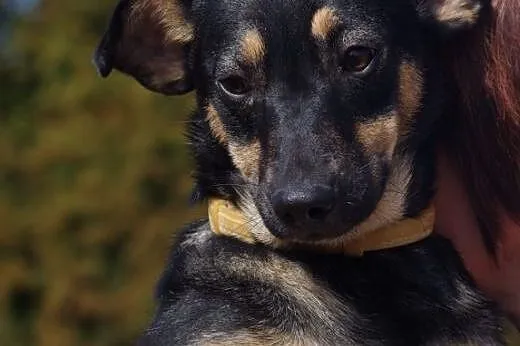 Amelcia młodziutka (roczna) wesoła suczka ADOPCJA,