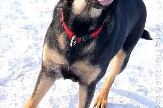 Amelcia młodziutka (roczna) wesoła suczka ADOPCJA,
