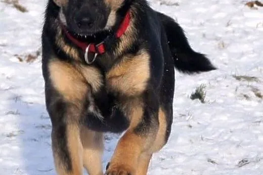 Amelcia młodziutka (roczna) wesoła suczka ADOPCJA,