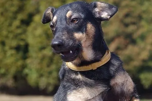 Amelcia młodziutka (roczna) wesoła suczka ADOPCJA,