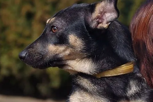 Amelcia młodziutka (roczna) wesoła suczka ADOPCJA,