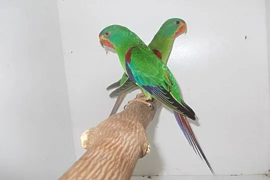papugi LATHAMUS