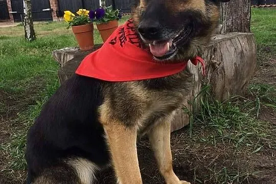 Beti, młoda (ONka) szuka domu!