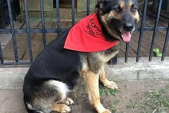 Beti, młoda (ONka) szuka domu!