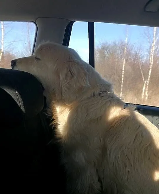 Golden retriever, Świętokrzyskie, Pińczów