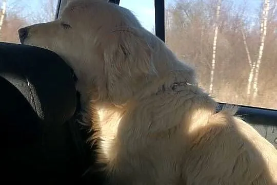 Golden retriever, Świętokrzyskie, Pińczów