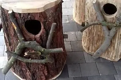 Budki lęgowe, Śląskie, Rybnik