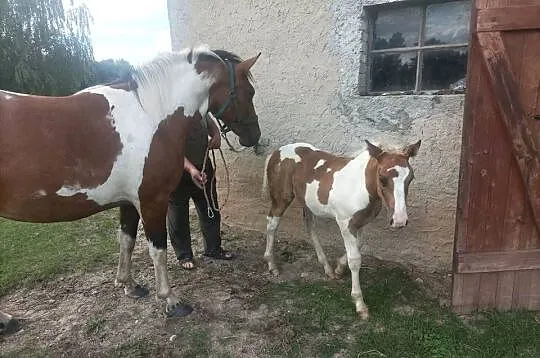 Konie sprzedam, Warmińsko-mazurskie, Zalewo