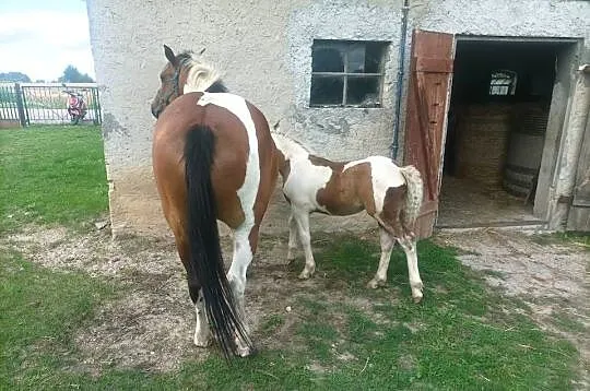 Konie sprzedam, Warmińsko-mazurskie, Zalewo