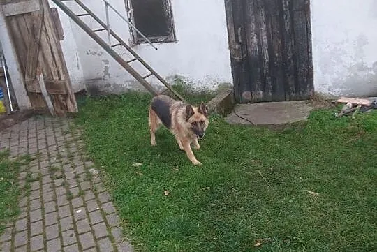 Oddam psa za darmo Toruń, Toruń