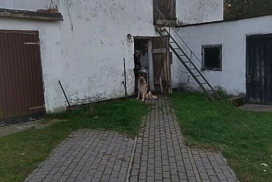 Oddam psa za darmo Toruń, Toruń