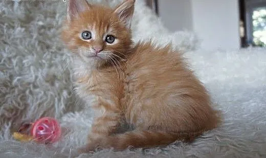 MAINE COON - piękne, duże, mazowieckie Warszawa