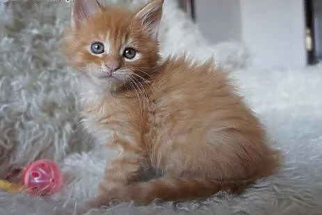 MAINE COON - piękne, duże,  mazowieckie Warszawa