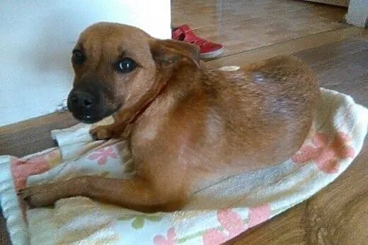 Porzucona przy ruchliwej trasie Esperanza - szuka pilnie domu,  mazowieckie Warszawa