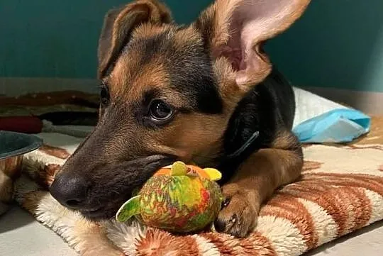 Daisy czeka na adopcję!