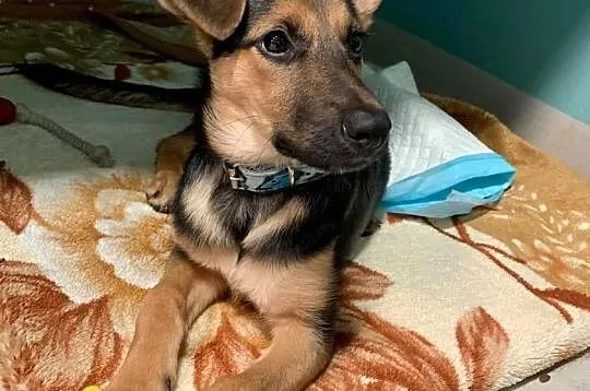 Daisy czeka na adopcję!, Łódzkie, Łódź