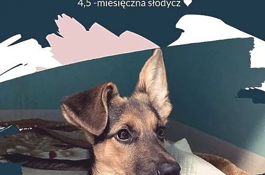 Daisy czeka na adopcję!, Łódzkie, Łódź